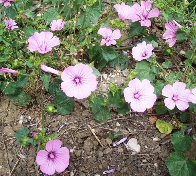 Malva trimestris / Malva reale